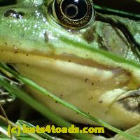 /home//u458753944/public_html/sourcegallery//Frogs/More bullfrogs/P8160349.JPG